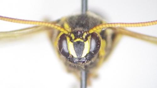Metopius dentatus